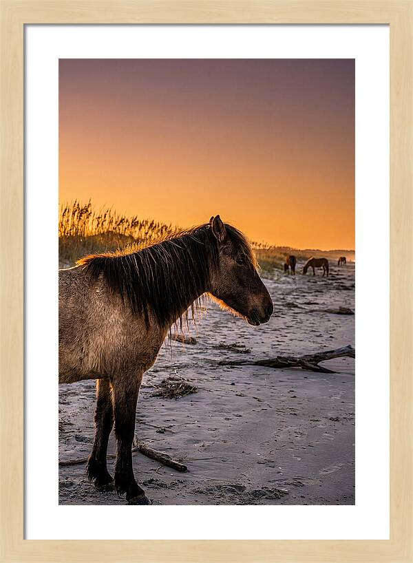 Cumberland Horses At Sunset
