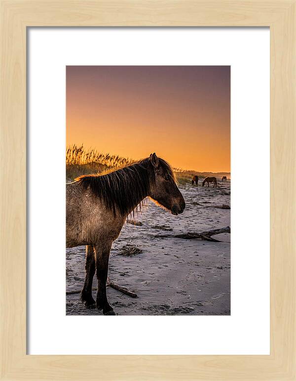 Cumberland Horses At Sunset