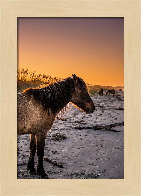Cumberland Horses At Sunset
