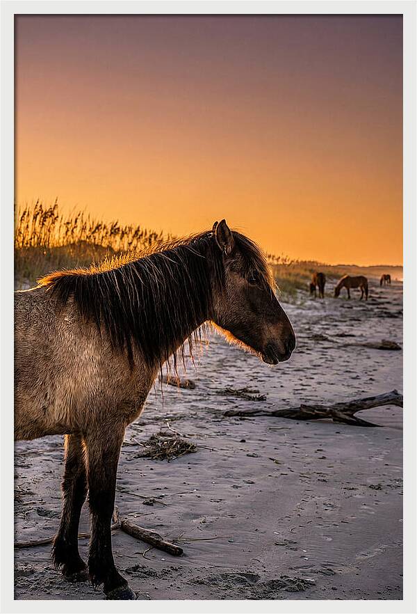 Cumberland Horses At Sunset