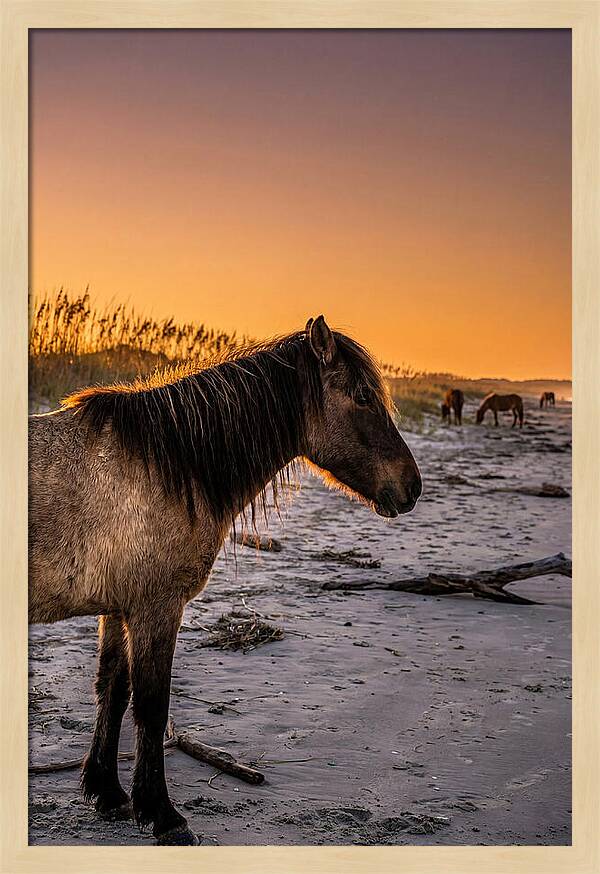 Cumberland Horses At Sunset