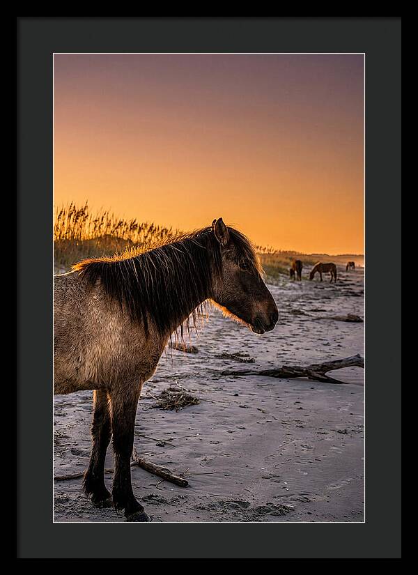 Cumberland Horses At Sunset