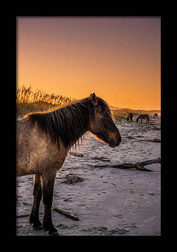 Cumberland Horses At Sunset