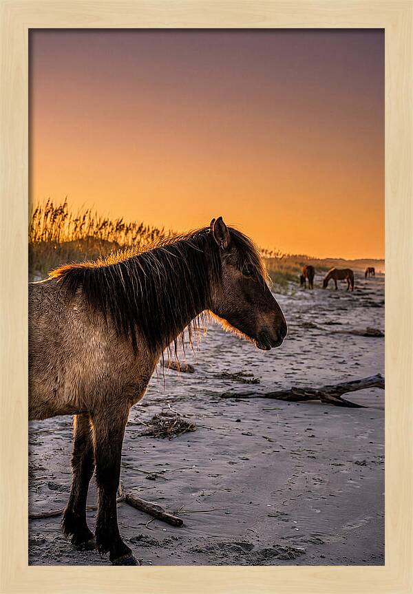 Cumberland Horses At Sunset
