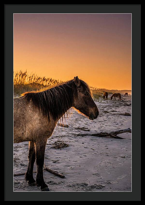 Cumberland Horses At Sunset