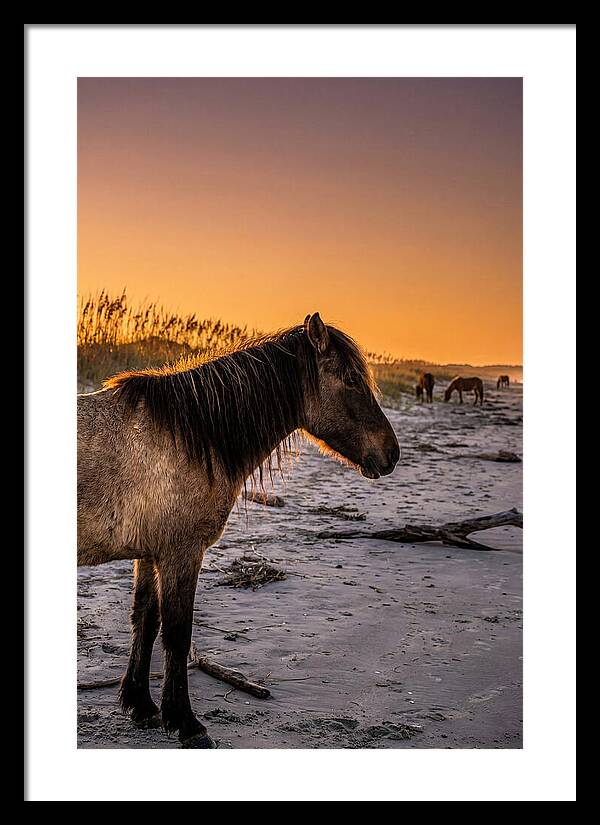 Cumberland Horses At Sunset