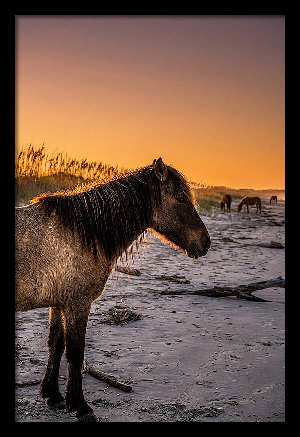 Cumberland Horses At Sunset