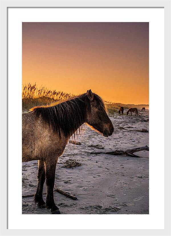 Cumberland Horses At Sunset