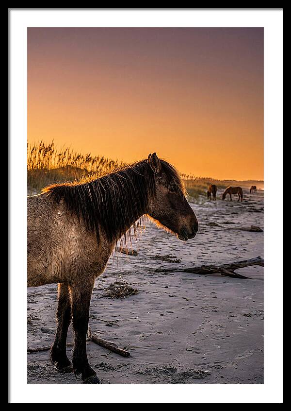 Cumberland Horses At Sunset