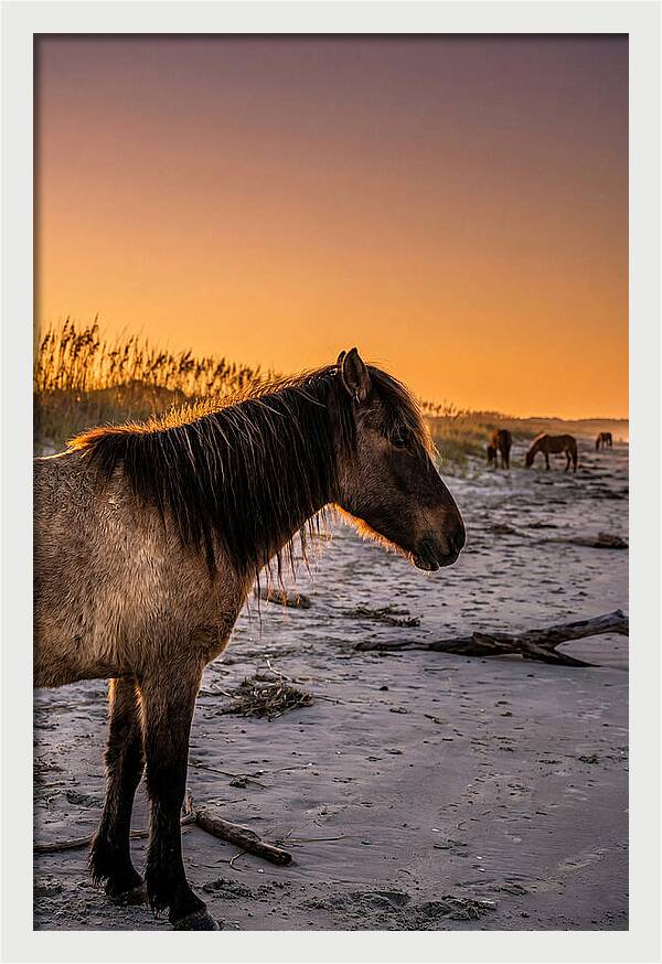 Cumberland Horses At Sunset