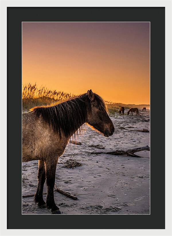 Cumberland Horses At Sunset