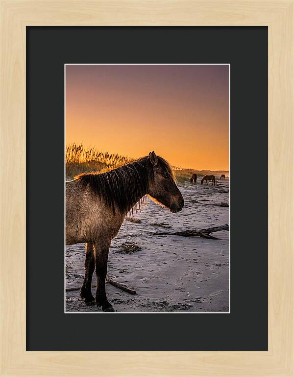 Cumberland Horses At Sunset