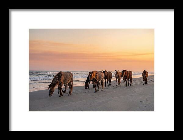 Cumberland Island Wild Horses At Sunset
