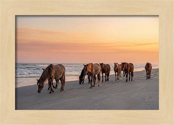 Cumberland Island Wild Horses At Sunset