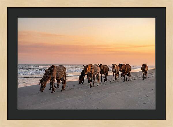 Cumberland Island Wild Horses At Sunset