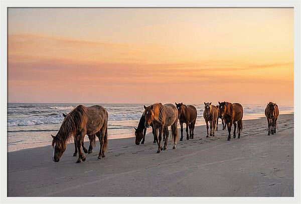 Cumberland Island Wild Horses At Sunset