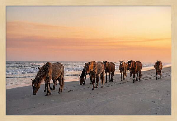 Cumberland Island Wild Horses At Sunset