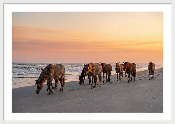 Cumberland Island Wild Horses At Sunset