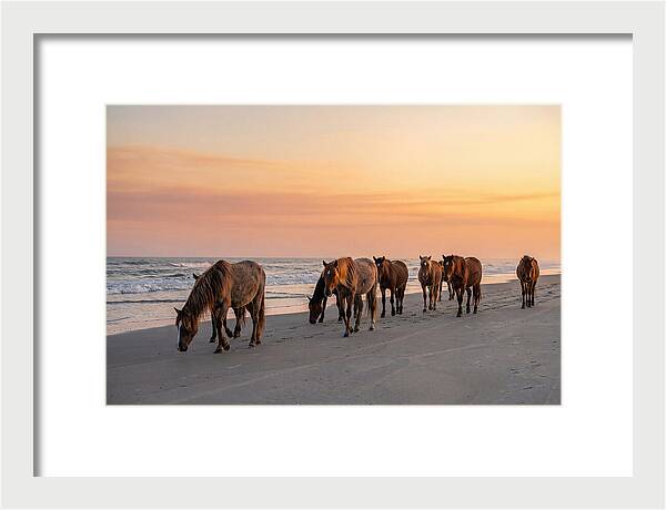 Cumberland Island Wild Horses At Sunset