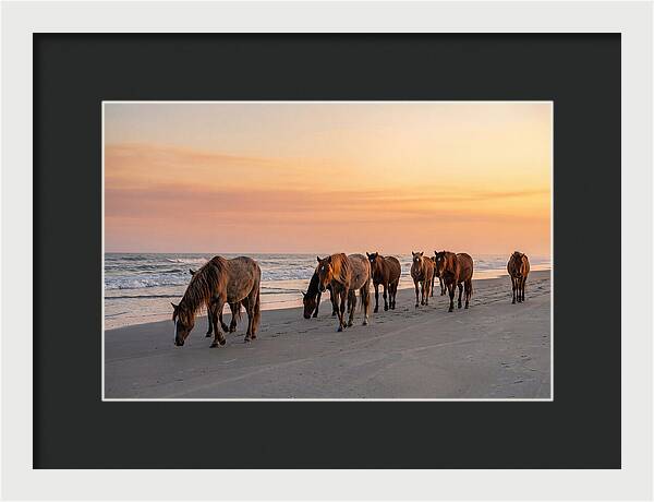 Cumberland Island Wild Horses At Sunset