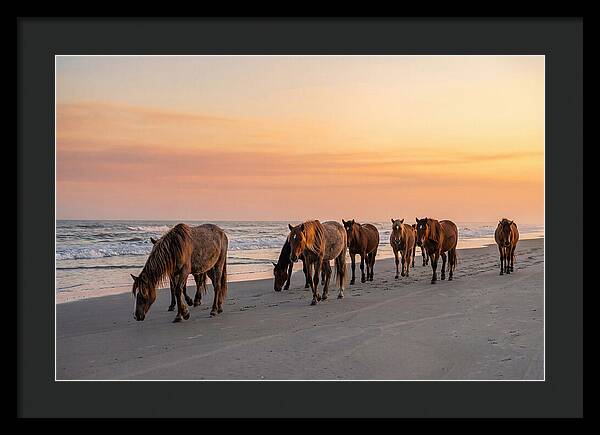 Cumberland Island Wild Horses At Sunset
