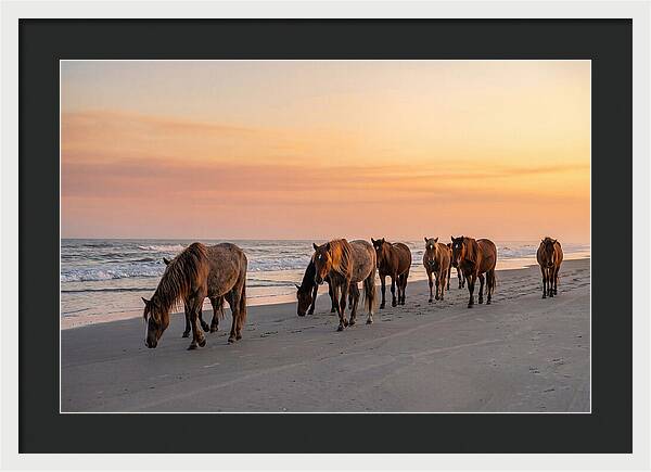 Cumberland Island Wild Horses At Sunset