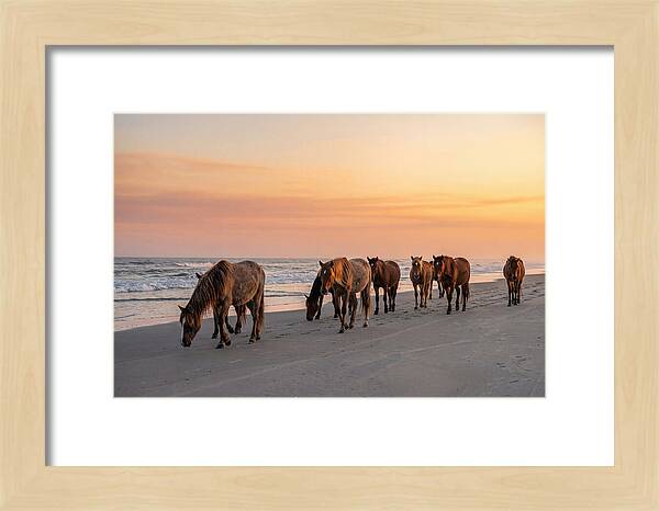 Cumberland Island Wild Horses At Sunset
