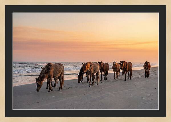Cumberland Island Wild Horses At Sunset