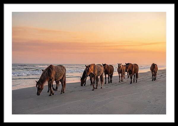 Cumberland Island Wild Horses At Sunset