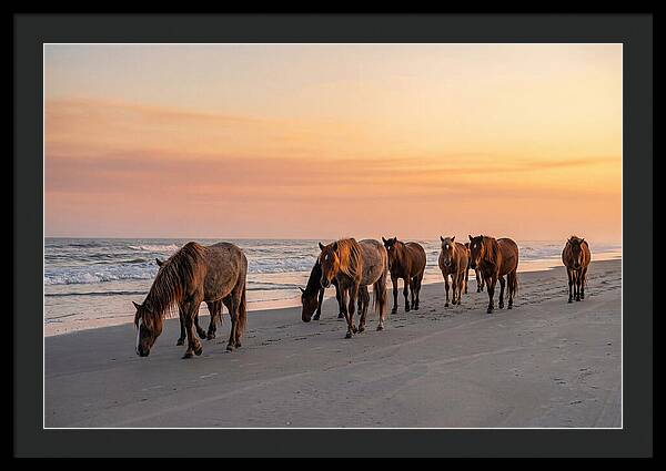 Cumberland Island Wild Horses At Sunset