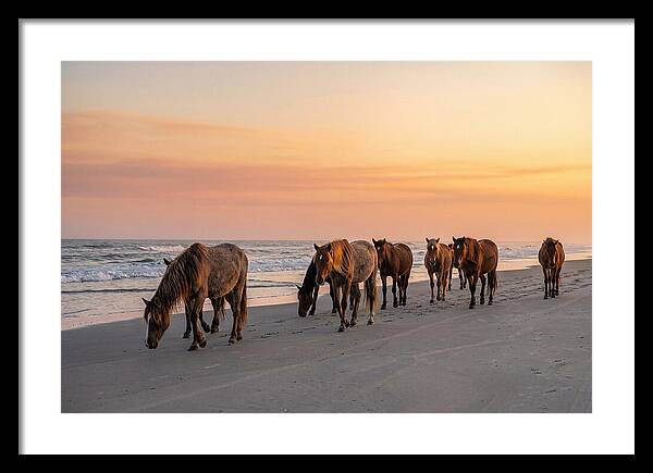 Cumberland Island Wild Horses At Sunset