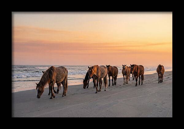 Cumberland Island Wild Horses At Sunset