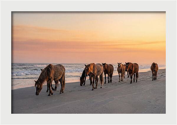 Cumberland Island Wild Horses At Sunset