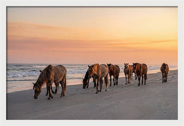 Cumberland Island Wild Horses At Sunset