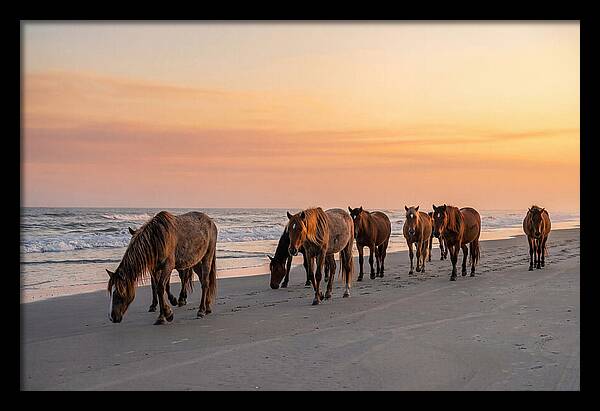 Cumberland Island Wild Horses At Sunset