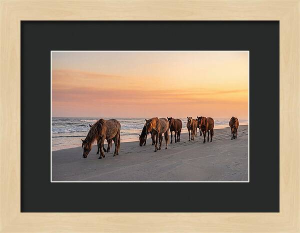 Cumberland Island Wild Horses At Sunset