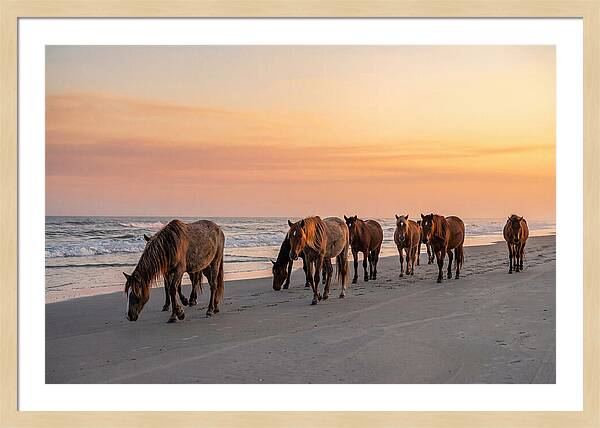 Cumberland Island Wild Horses At Sunset