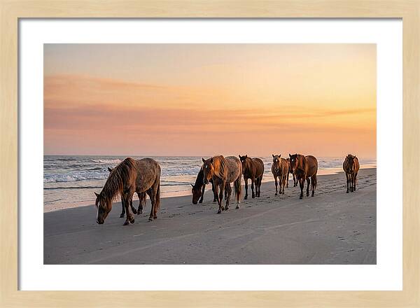 Cumberland Island Wild Horses At Sunset