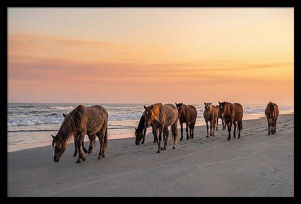 Cumberland Island Wild Horses At Sunset