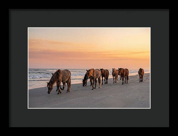 Cumberland Island Wild Horses At Sunset