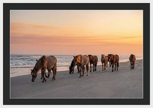 Cumberland Island Wild Horses At Sunset