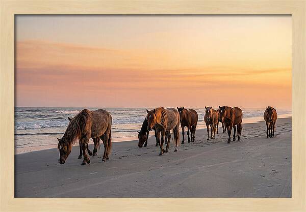 Cumberland Island Wild Horses At Sunset