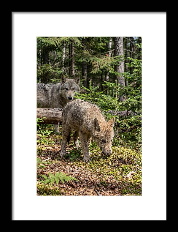 Curious Gray Wolf Pup In Wilderness