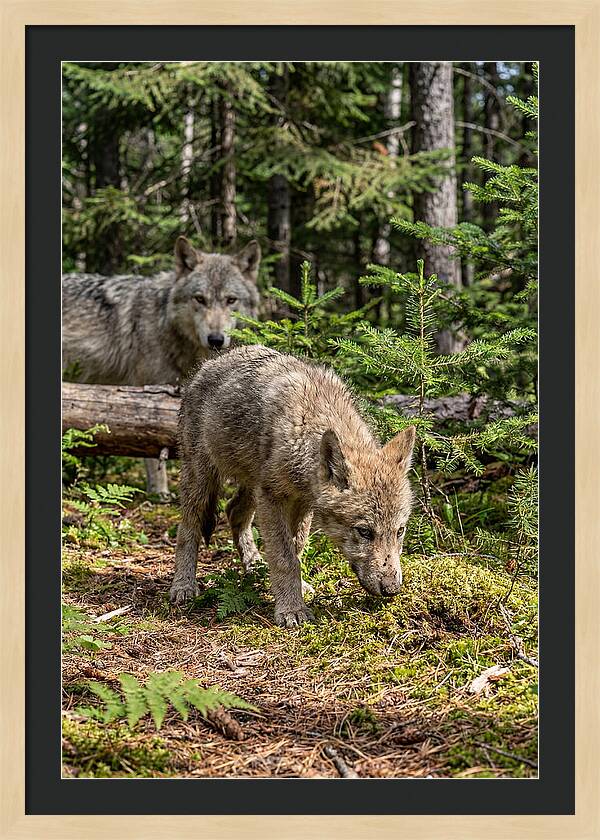 Curious Gray Wolf Pup In Wilderness