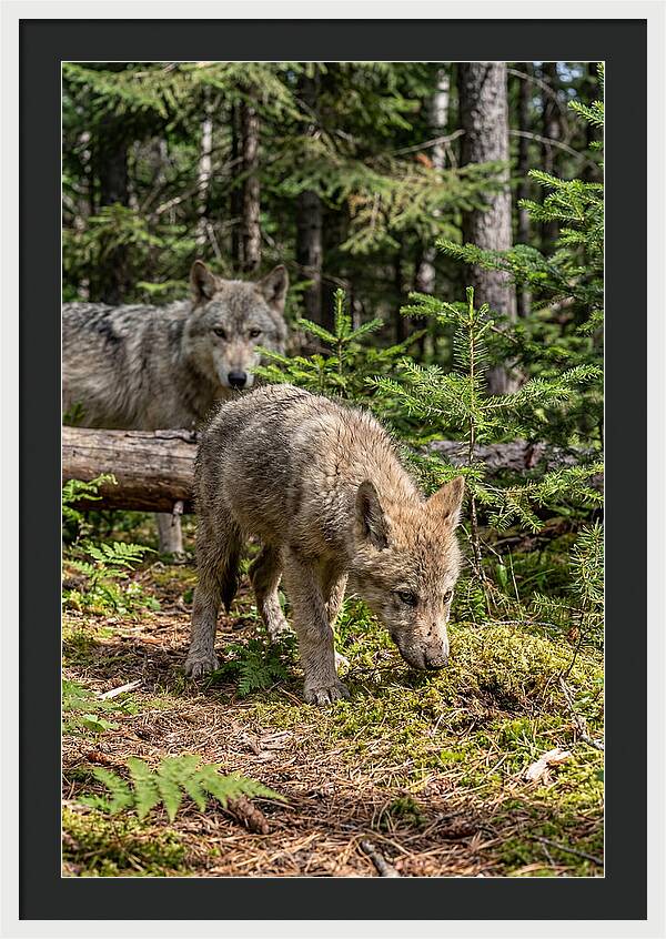 Curious Gray Wolf Pup In Wilderness