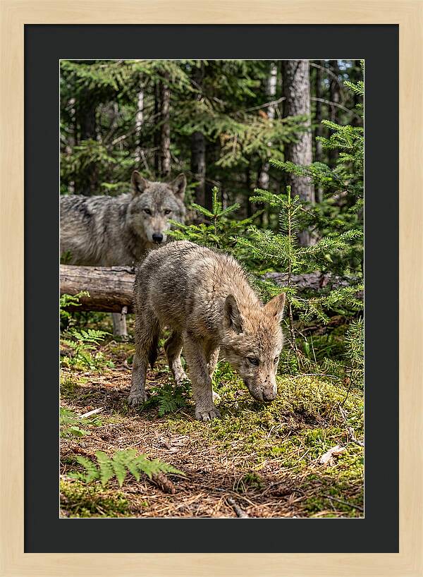 Curious Gray Wolf Pup In Wilderness