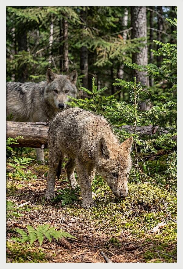 Curious Gray Wolf Pup In Wilderness