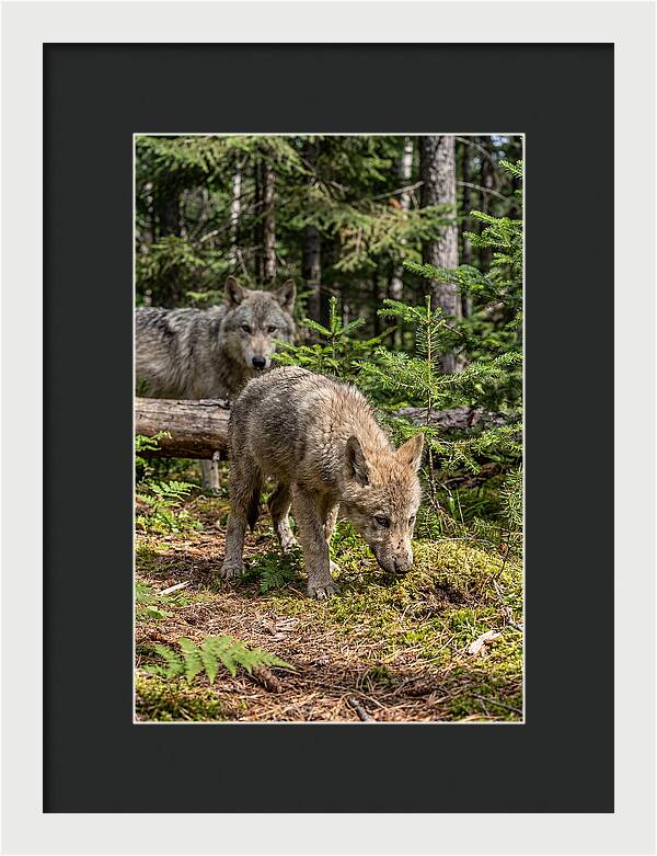 Curious Gray Wolf Pup In Wilderness