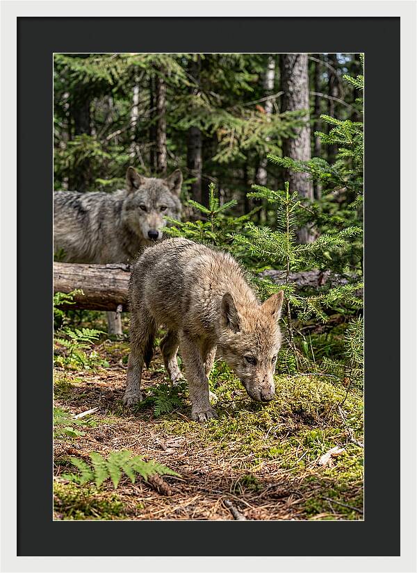 Curious Gray Wolf Pup In Wilderness