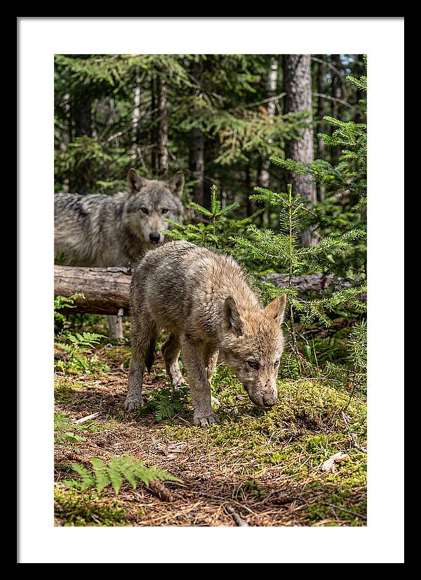 Curious Gray Wolf Pup In Wilderness